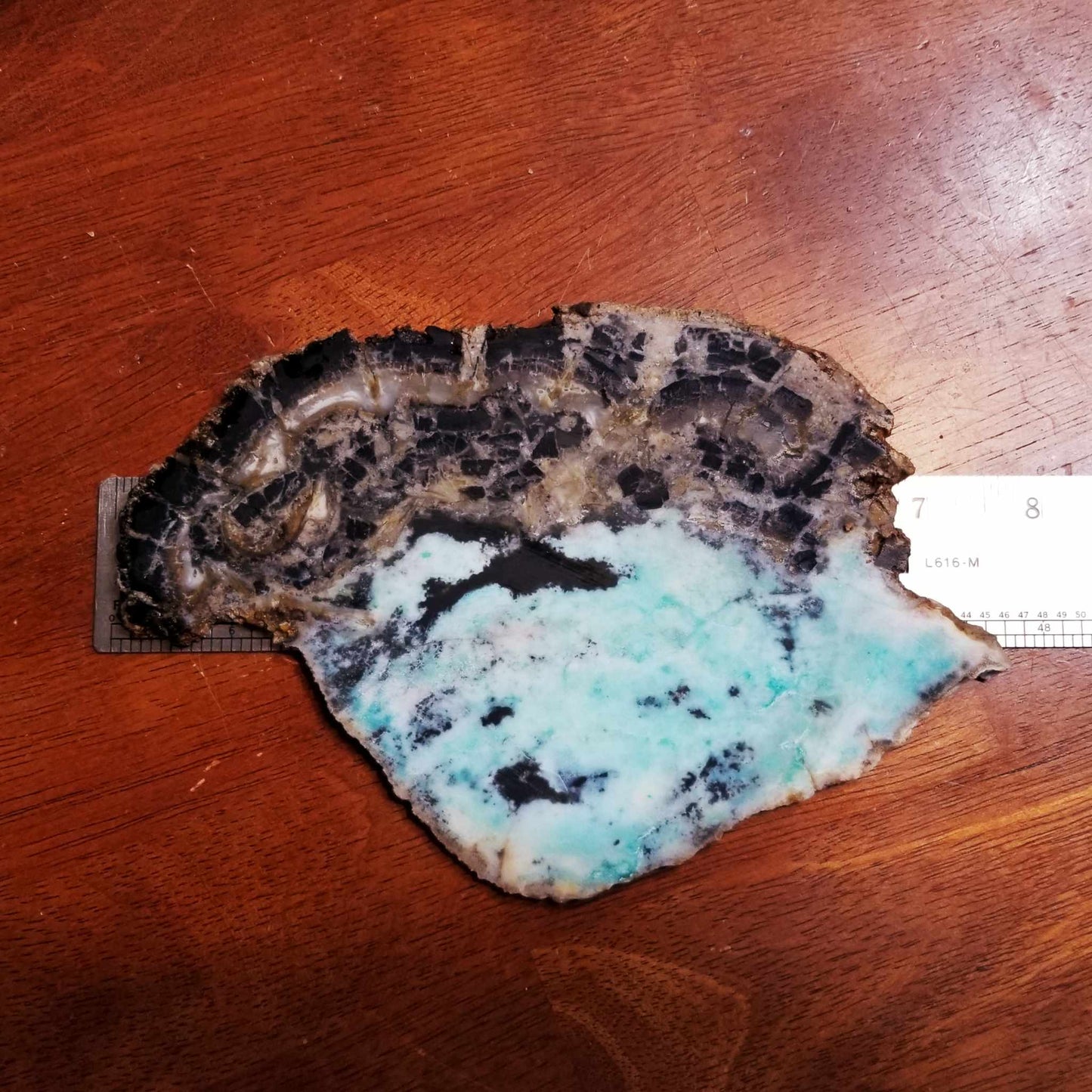 Blue Opalized Petrified Wood Slab